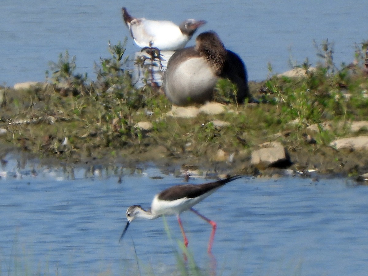 Échasse blanche - ML584736761