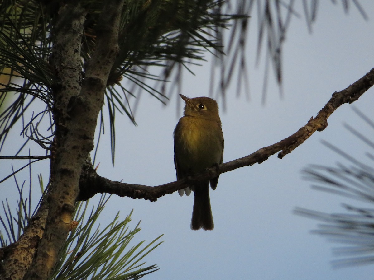 Western Flycatcher (Cordilleran) - ML584737431