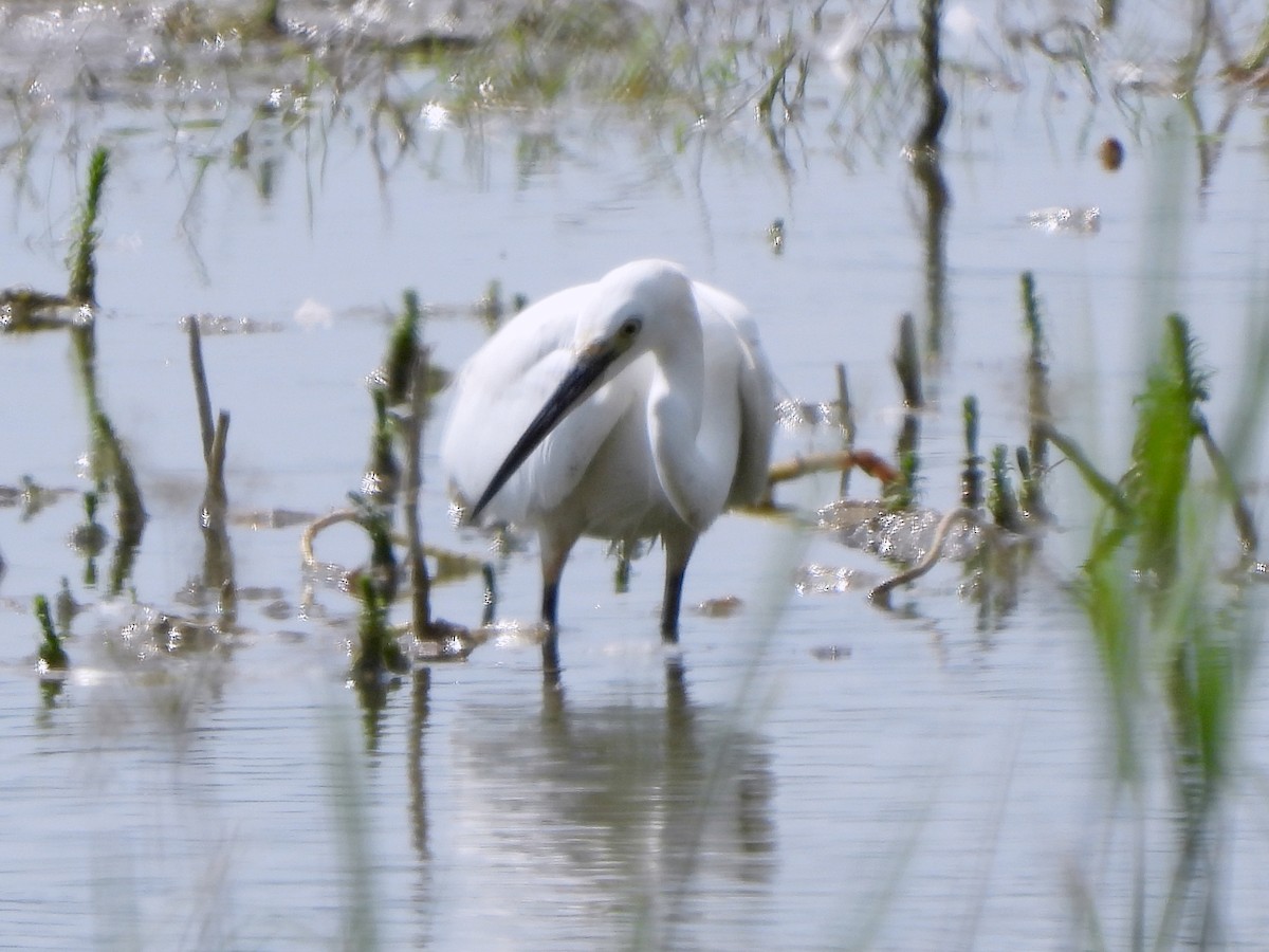 Little Egret - ML584737811