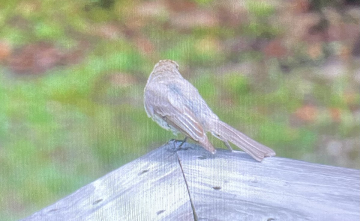 passerine sp. - ML584738491