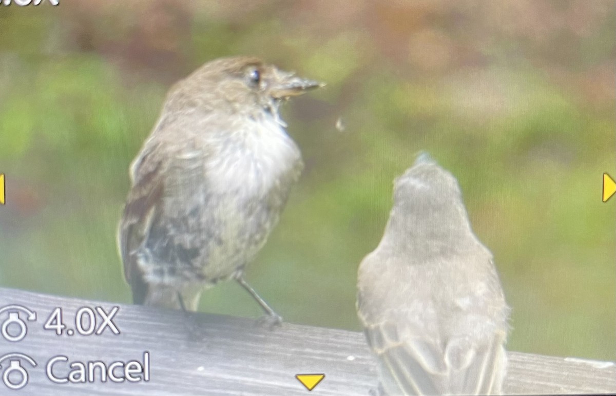 passerine sp. - ML584738501