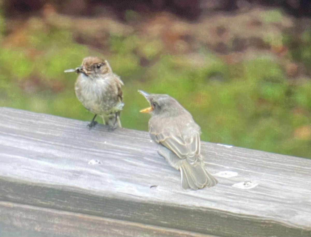 passerine sp. - ML584738511