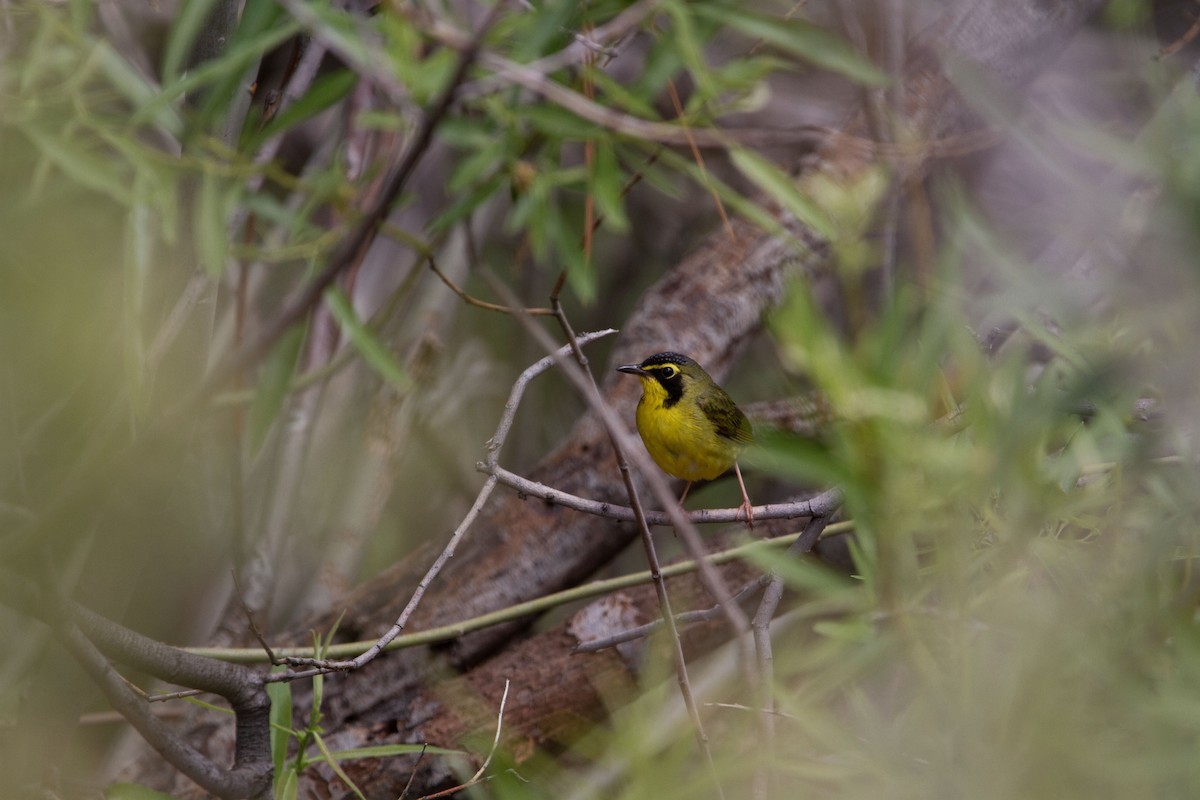 Kentucky Warbler - ML584739431