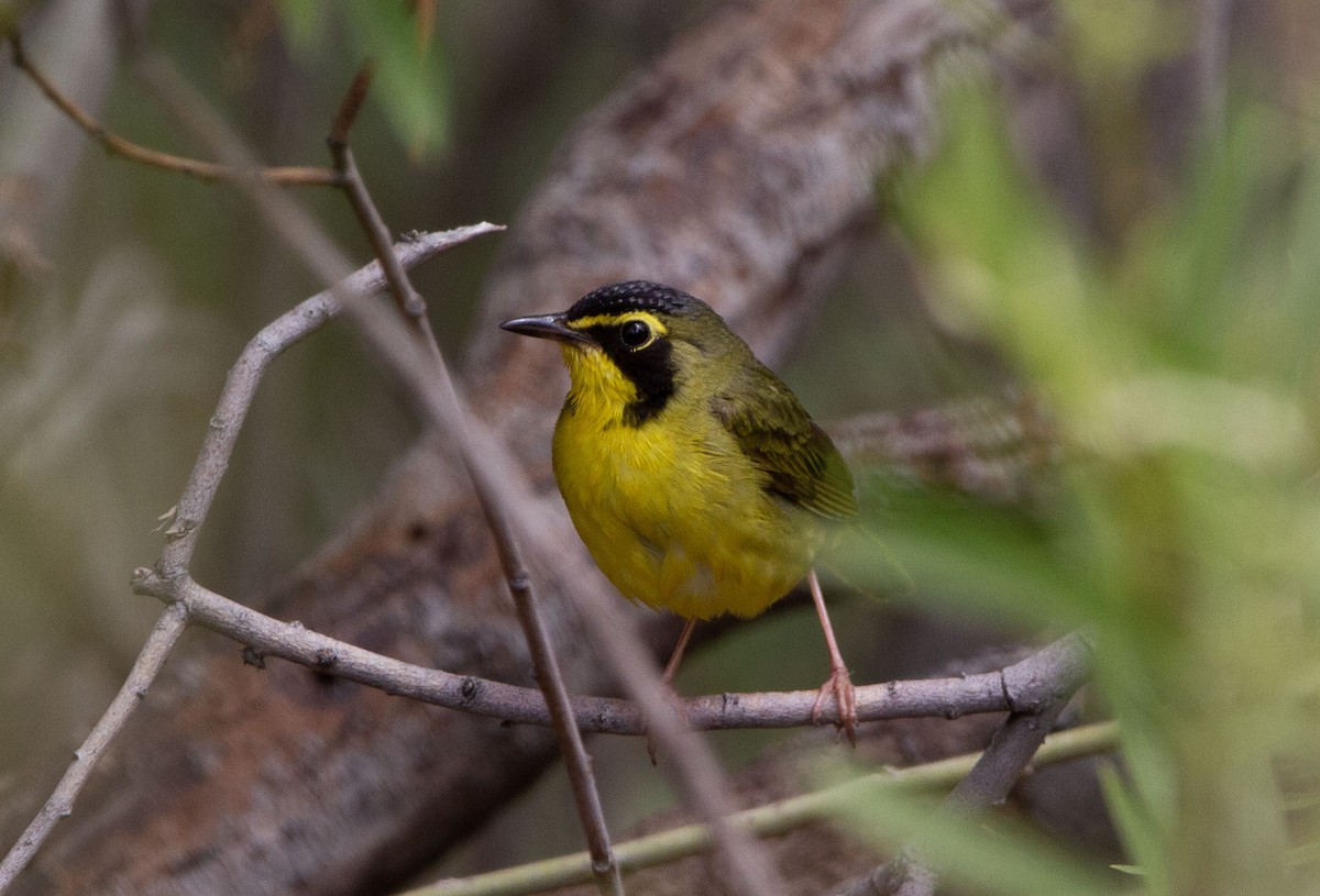 Kentucky Warbler - ML584739471