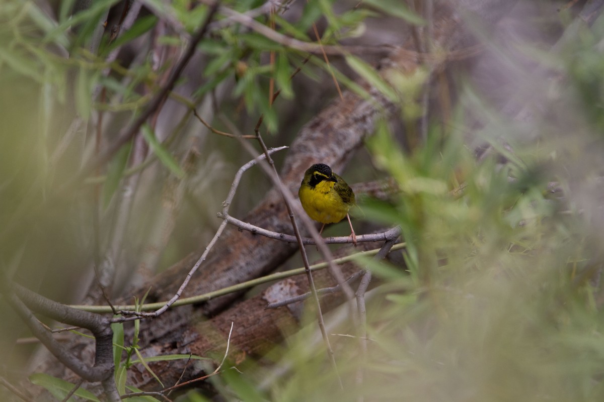 Kentucky Warbler - ML584739481