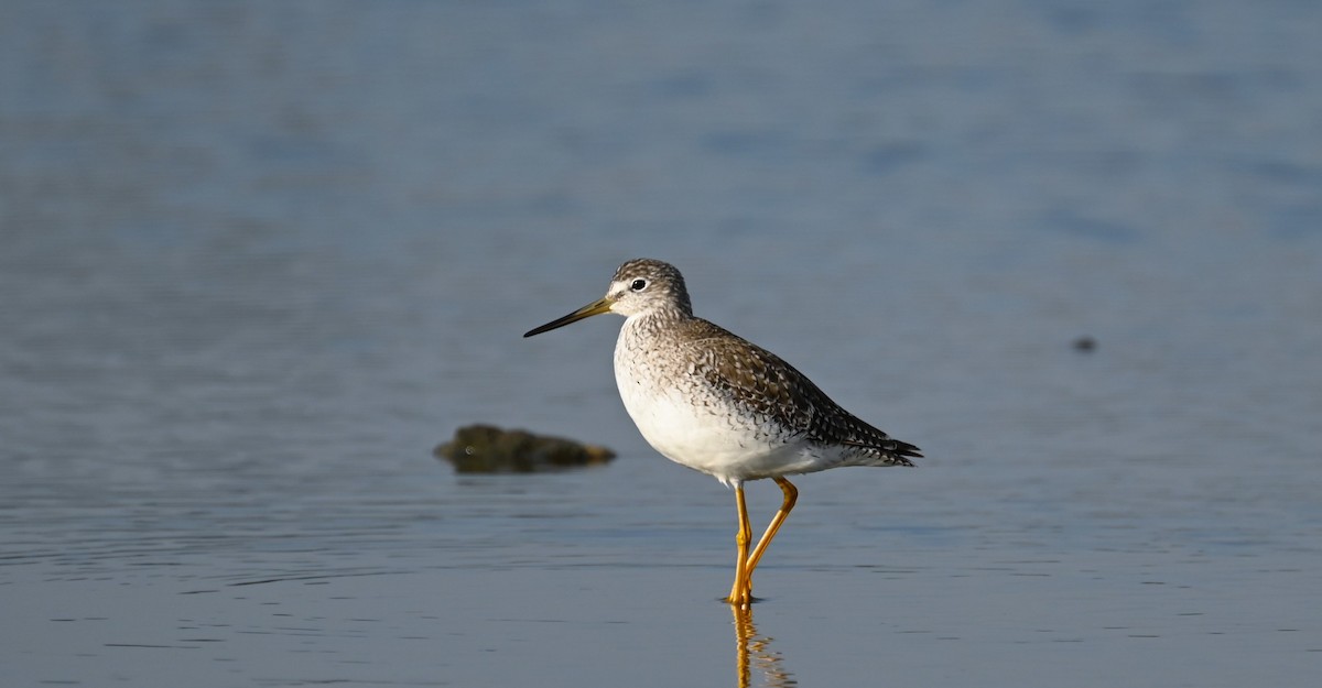 Greater Yellowlegs - Marcelo Donoso