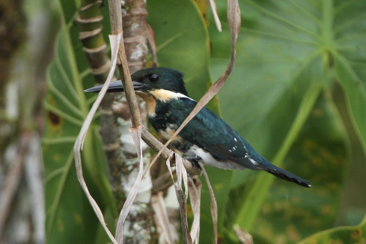 Green Kingfisher - ML584741201