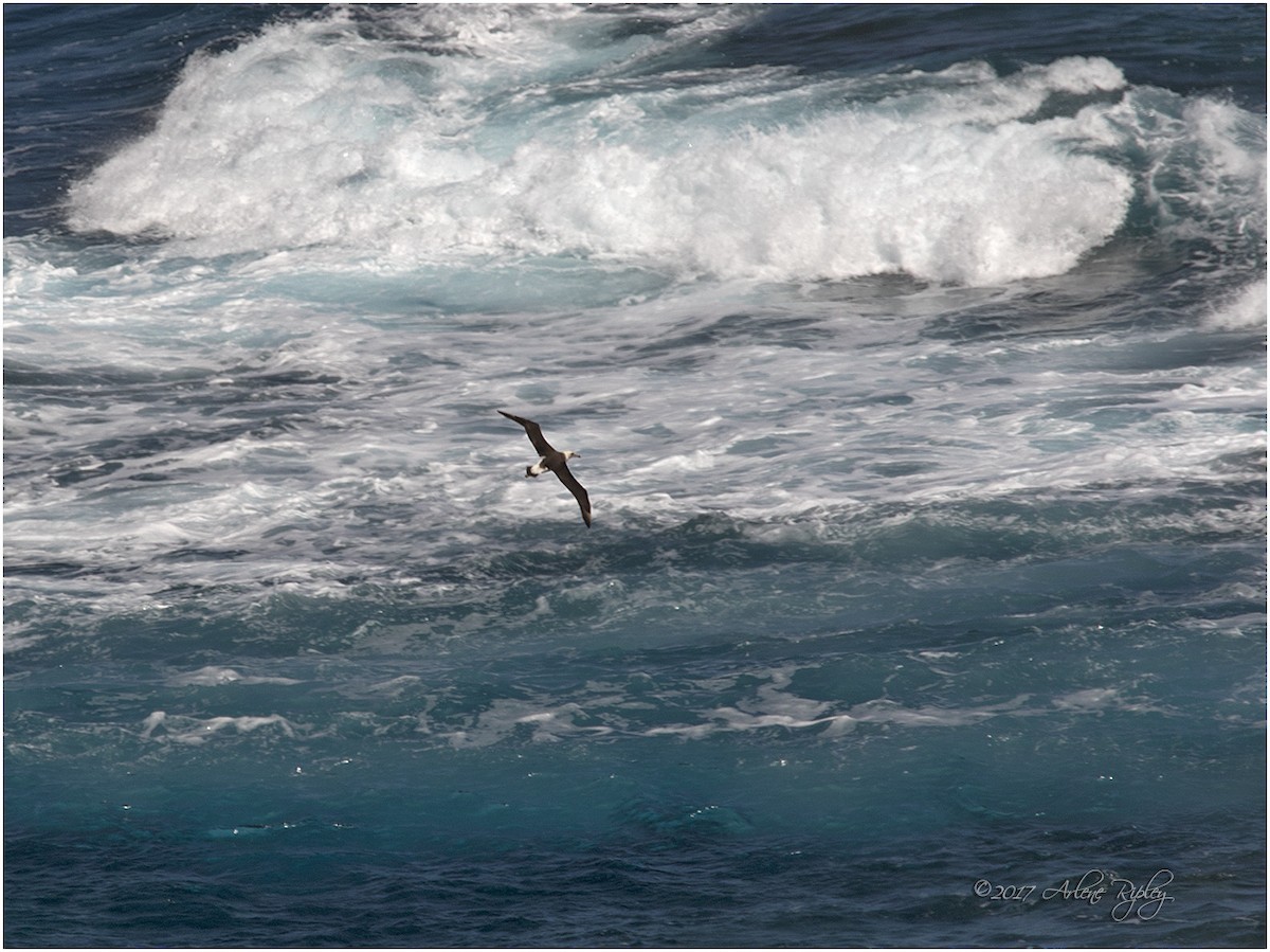 Laysan Albatross - Arlene Ripley