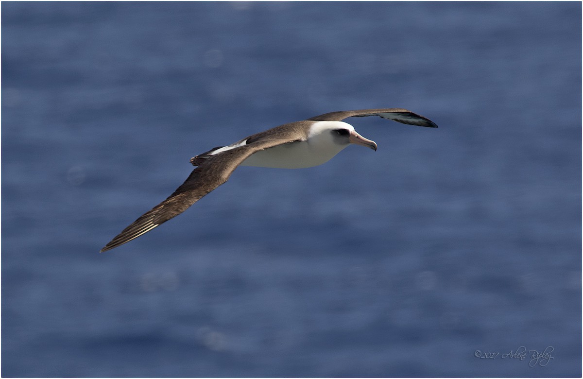 Laysan Albatross - Arlene Ripley