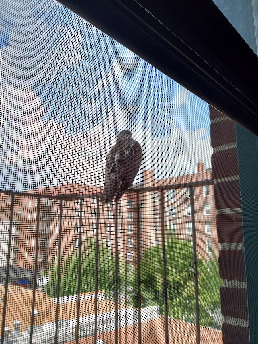 Red-tailed Hawk - ML584742381