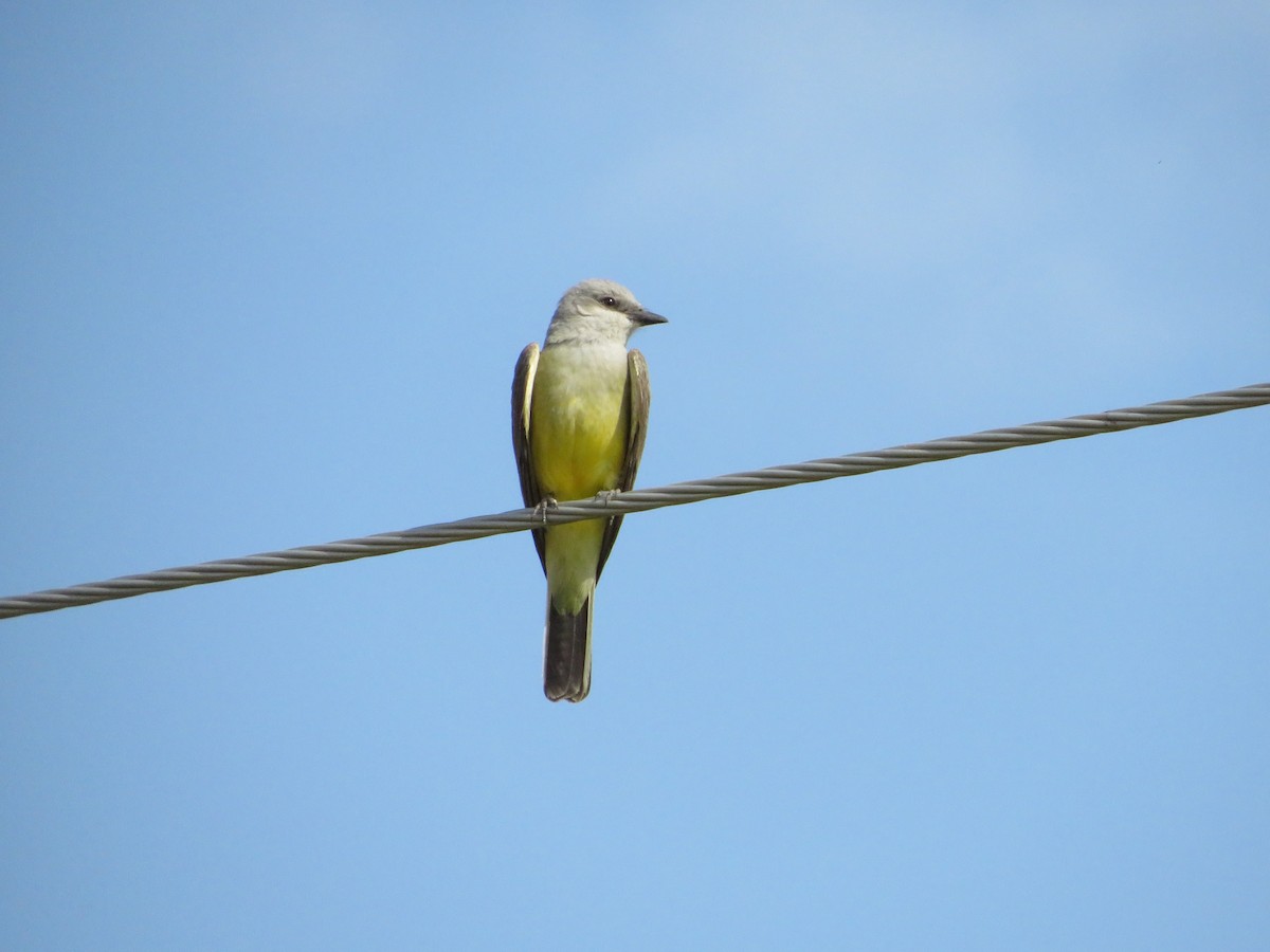 Western Kingbird - ML584742811