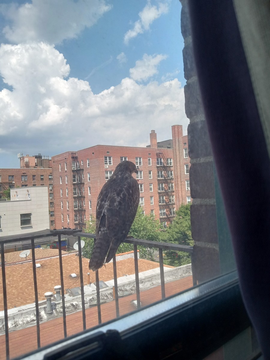 Red-tailed Hawk - John Wikstrom