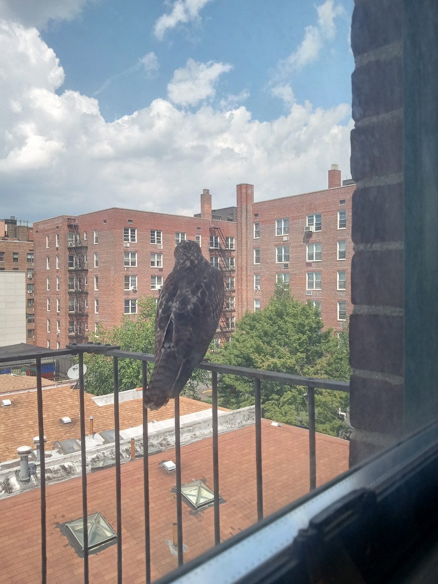 Red-tailed Hawk - John Wikstrom