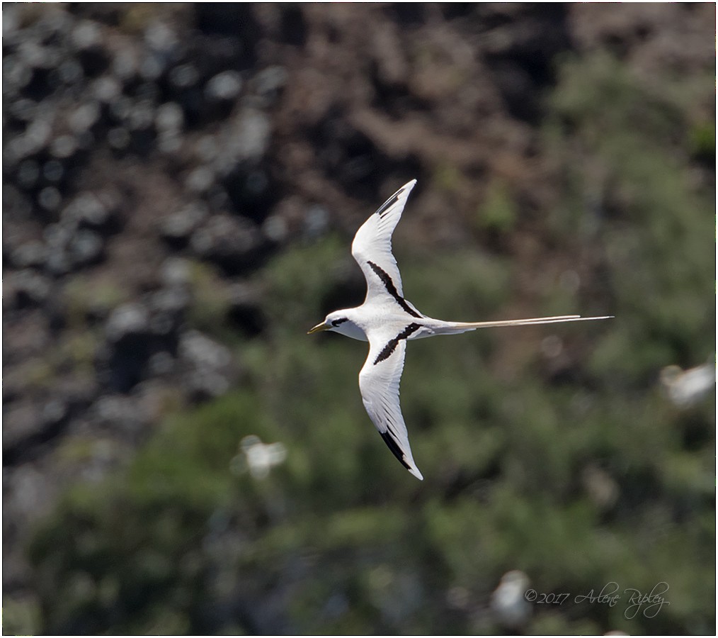 White-tailed Tropicbird - Arlene Ripley