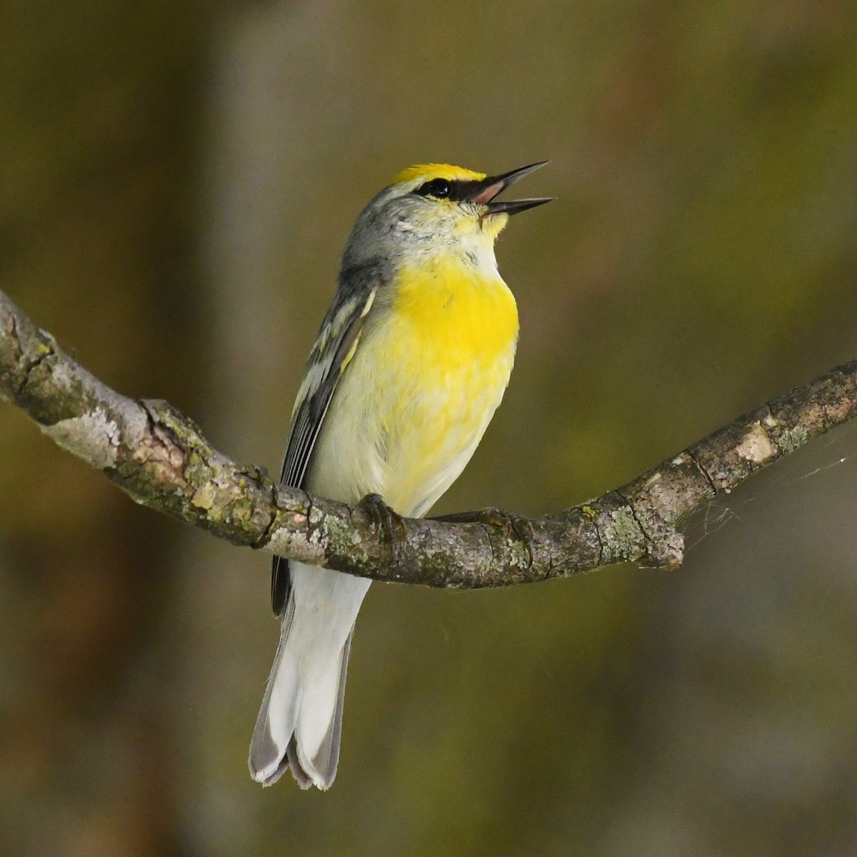 Brewster's Warbler (hybrid) - ML584745041