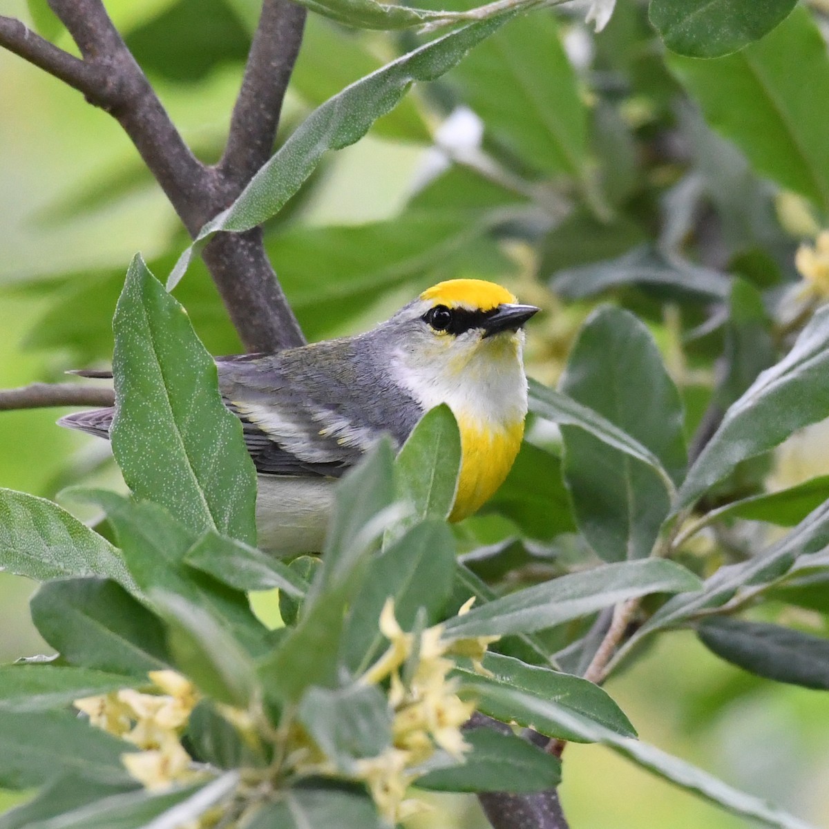 Brewster's Warbler (hybrid) - ML584745051