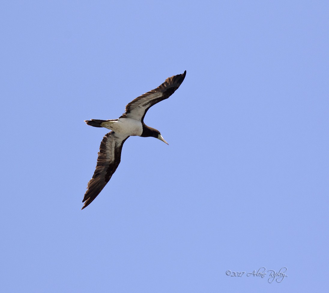 Brown Booby - Arlene Ripley