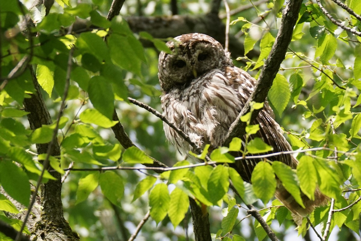 Barred Owl - ML584745201