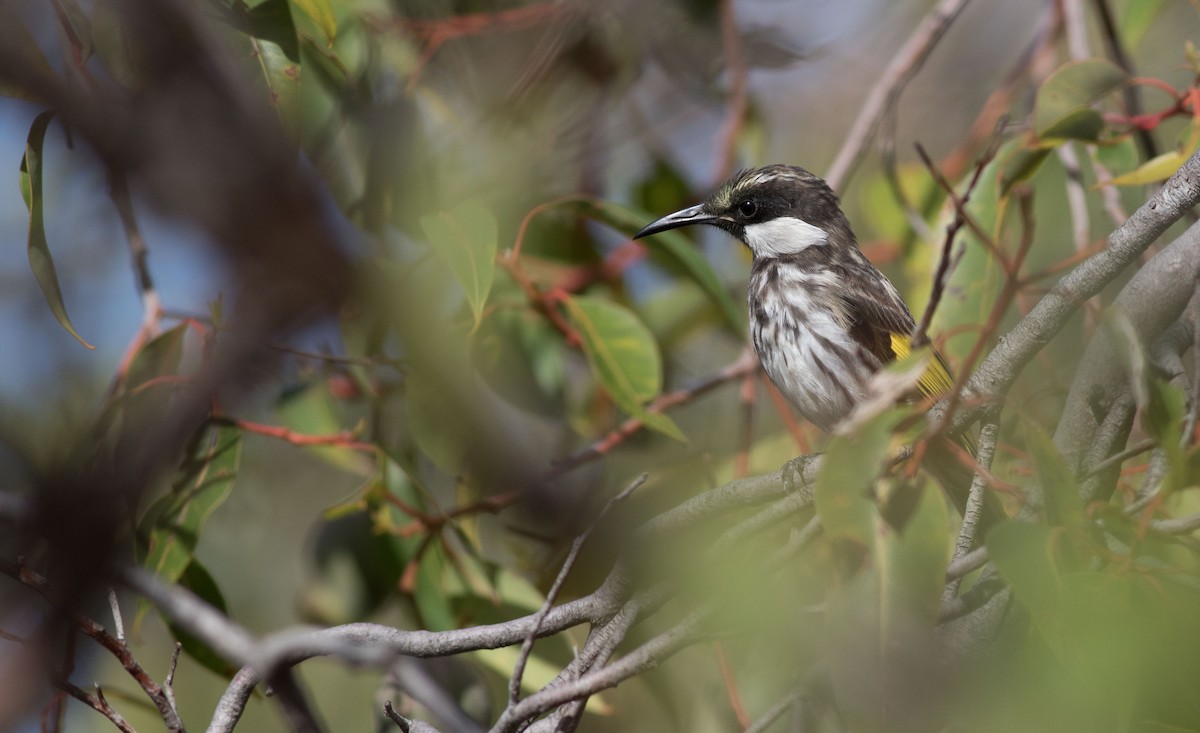 White-cheeked Honeyeater - ML584745341