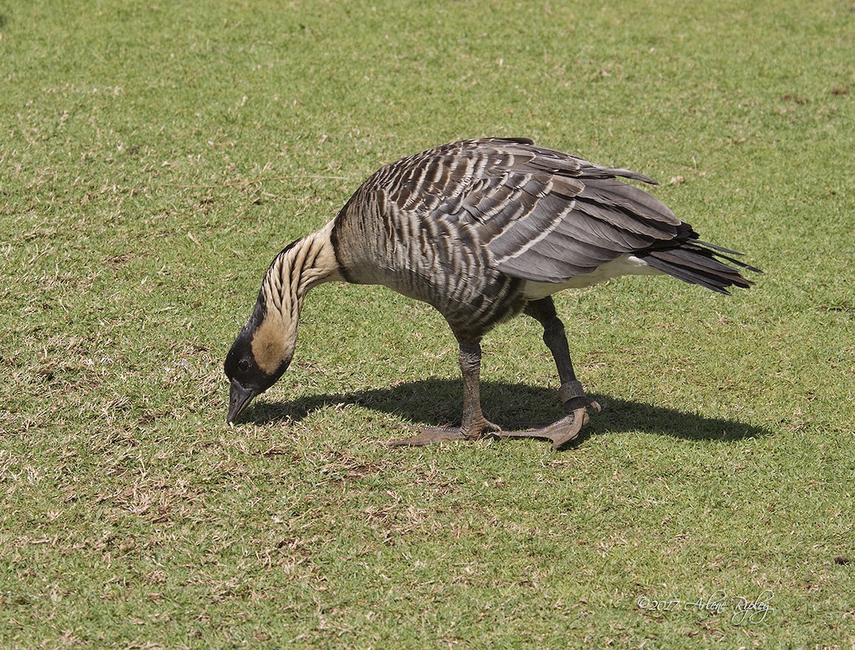 Hawaiian Goose - ML58474571