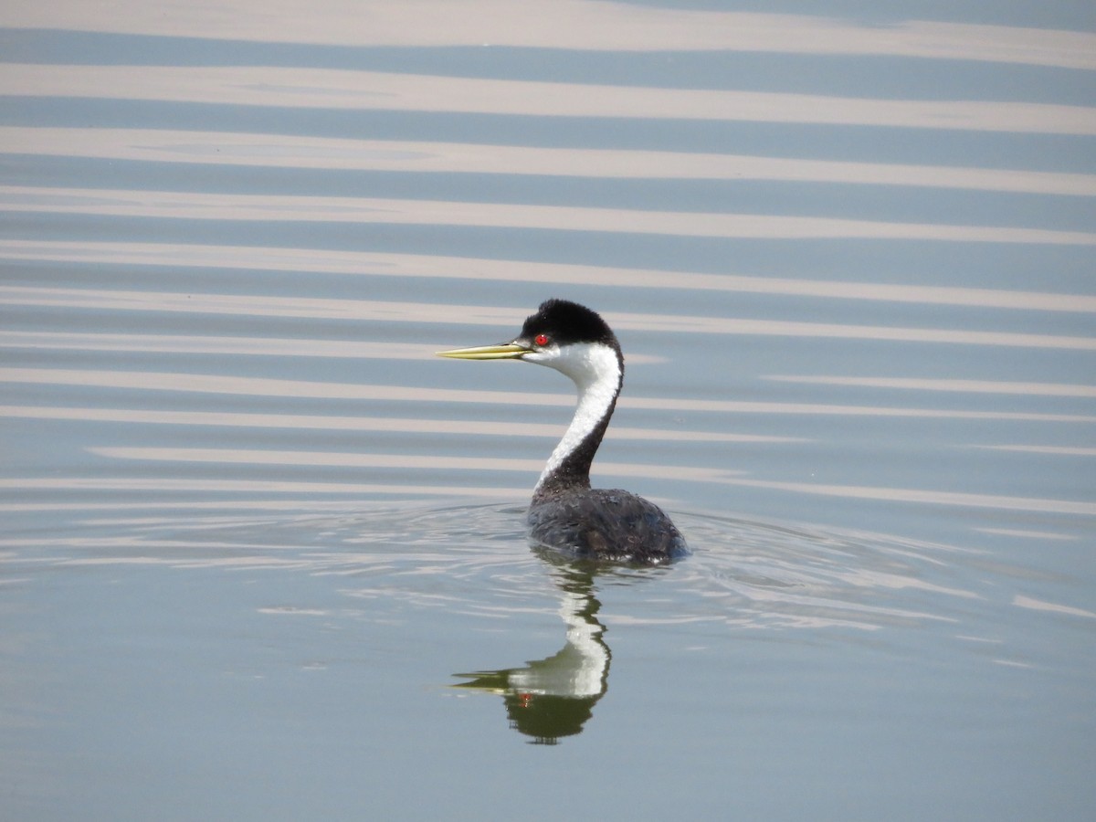 Western Grebe - James Stammen