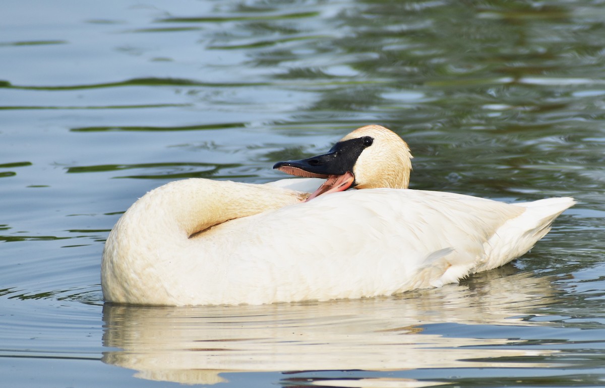 Trumpeter Swan - ML584746711