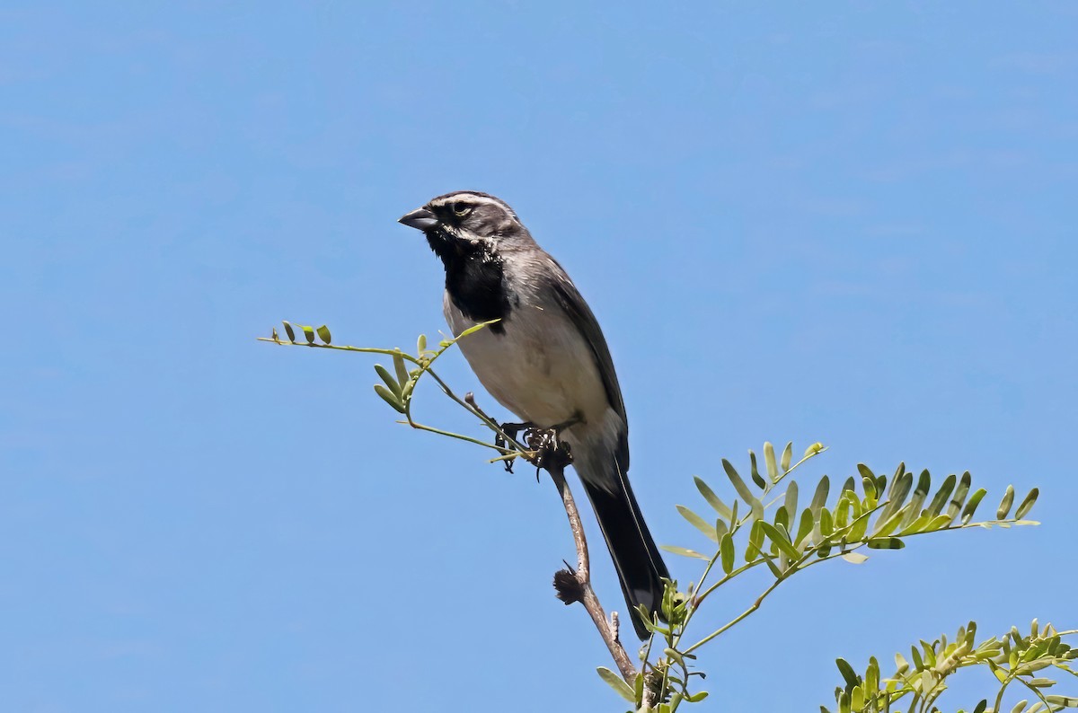 Bruant à gorge noire - ML584747621