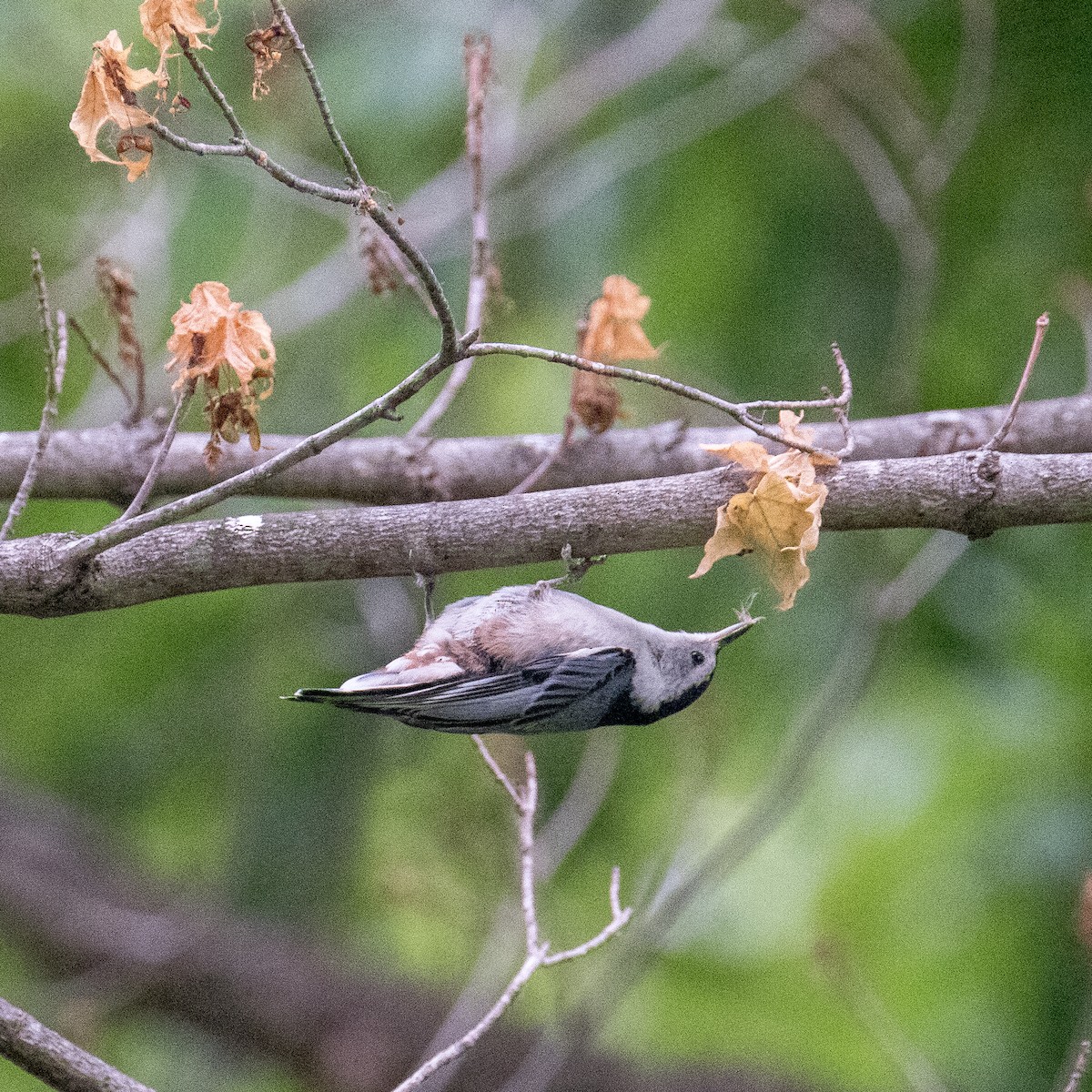 White-breasted Nuthatch - ML584748461