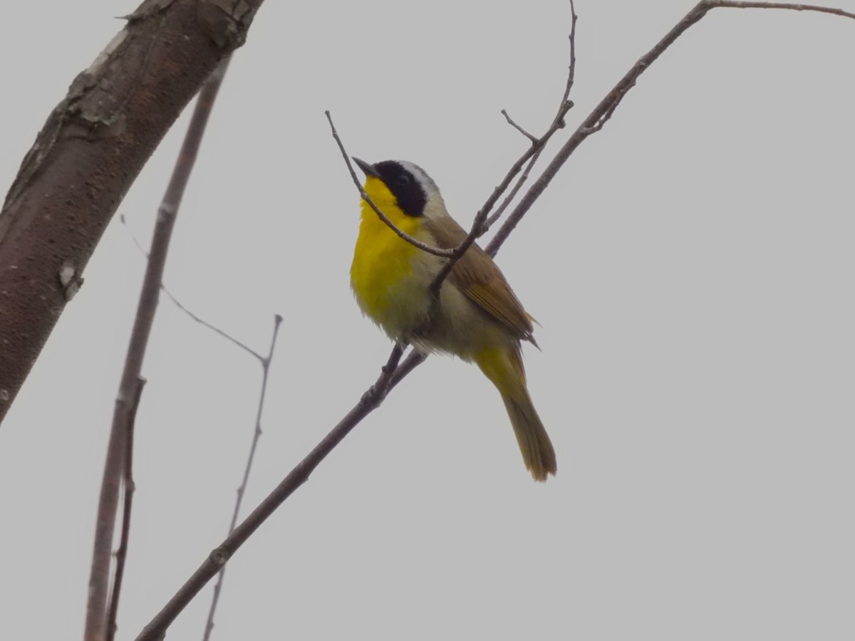 Common Yellowthroat - Annick Béland