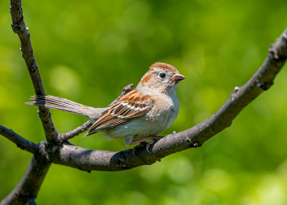 Field Sparrow - ML584749001