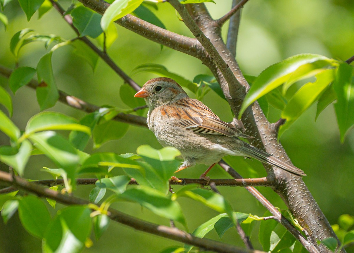 Field Sparrow - ML584749011