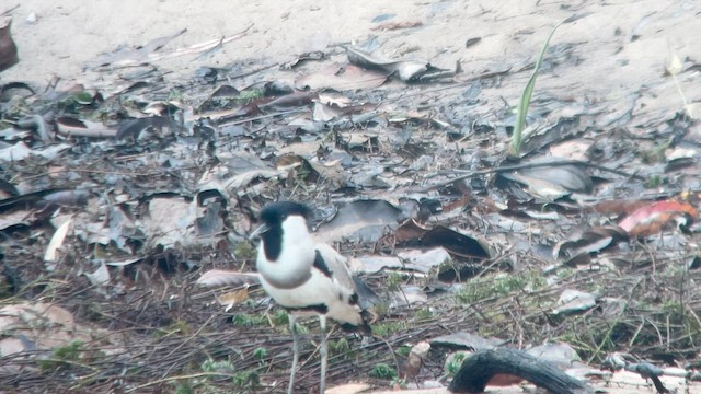 River Lapwing - ML584749241