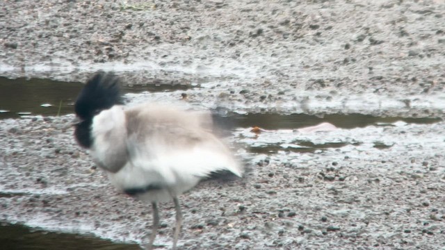 River Lapwing - ML584749251