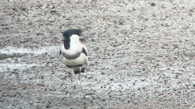 River Lapwing - ML584749271