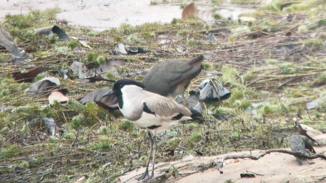 River Lapwing - ML584749291