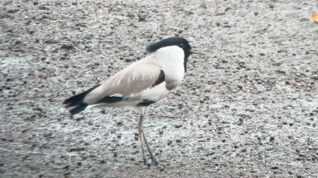 River Lapwing - ML584749301