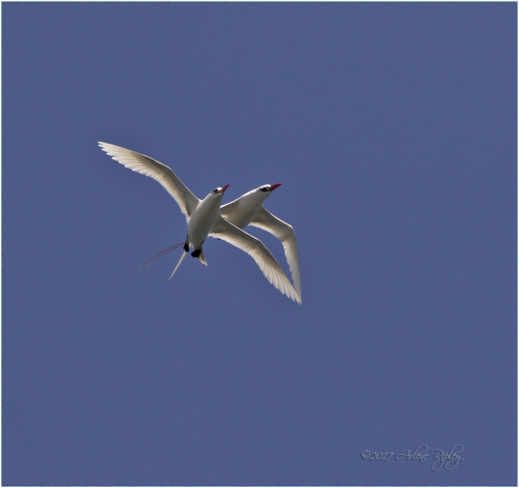 Red-tailed Tropicbird - ML58475031