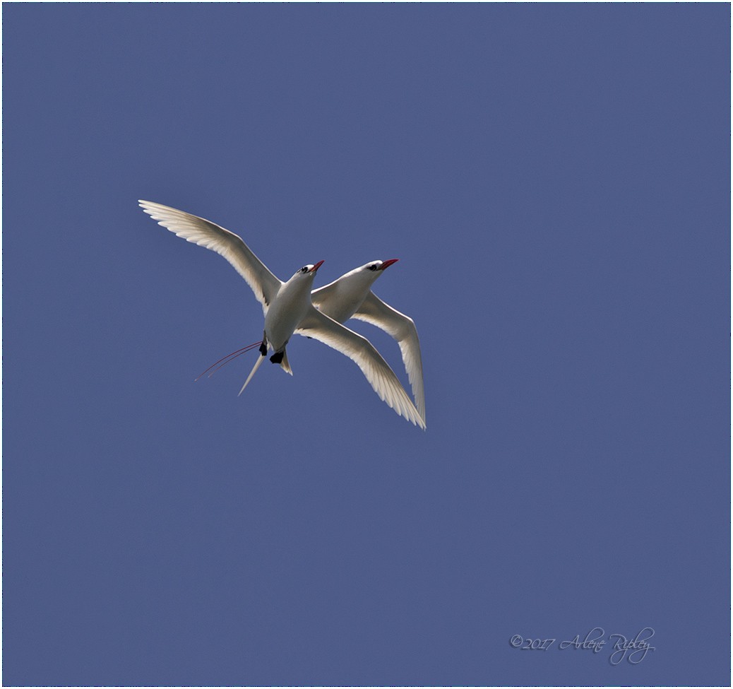 Red-tailed Tropicbird - Arlene Ripley