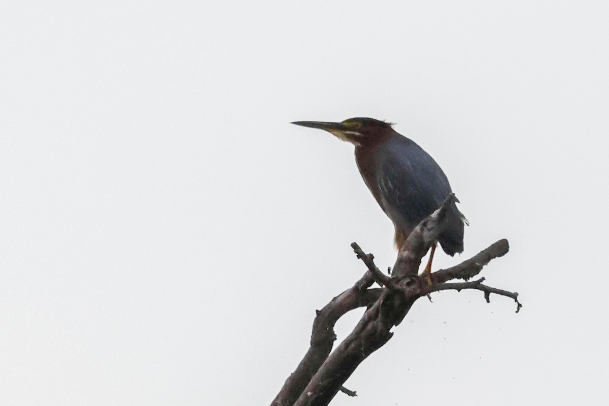 Green Heron - ML584750321