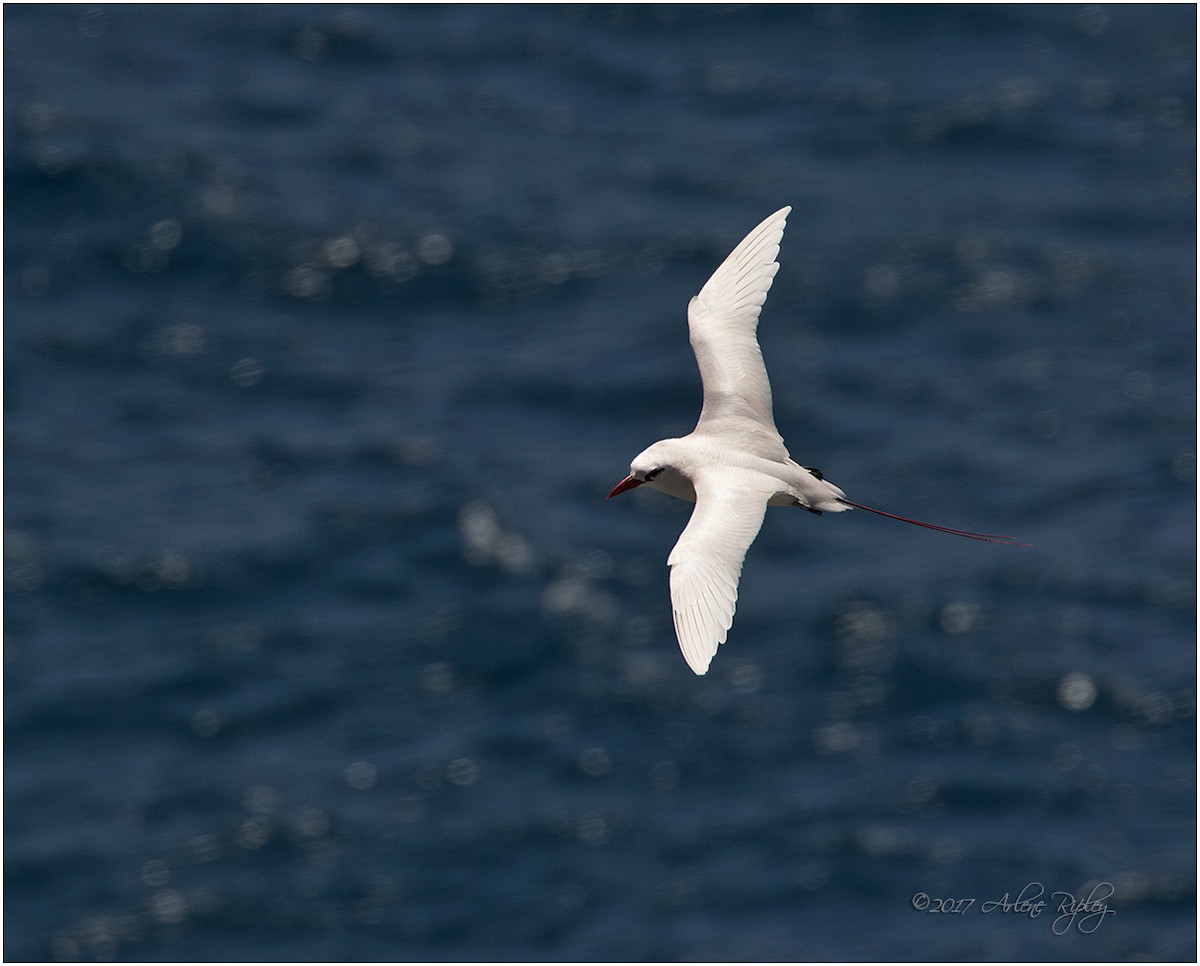 Red-tailed Tropicbird - Arlene Ripley