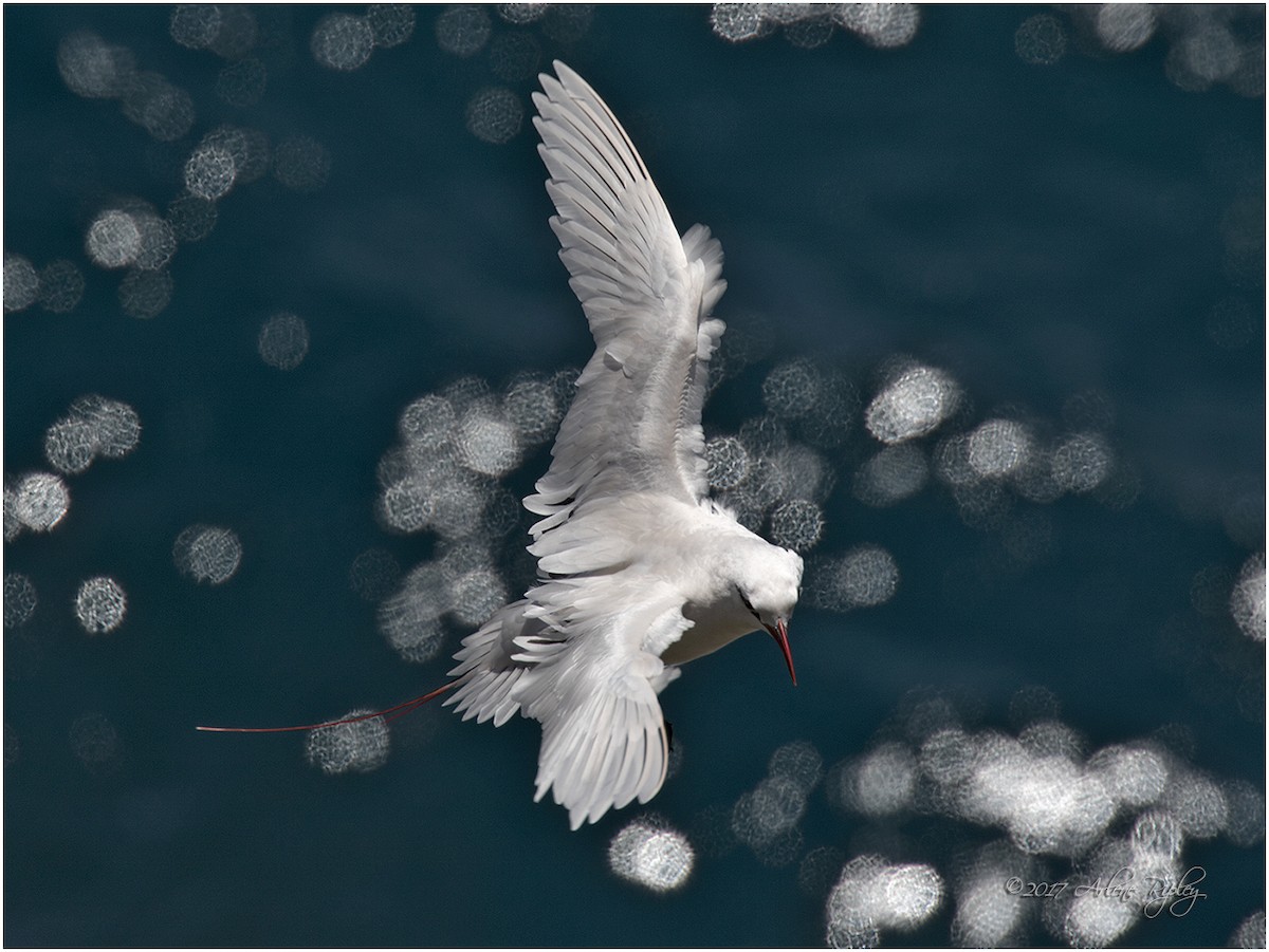 Red-tailed Tropicbird - Arlene Ripley