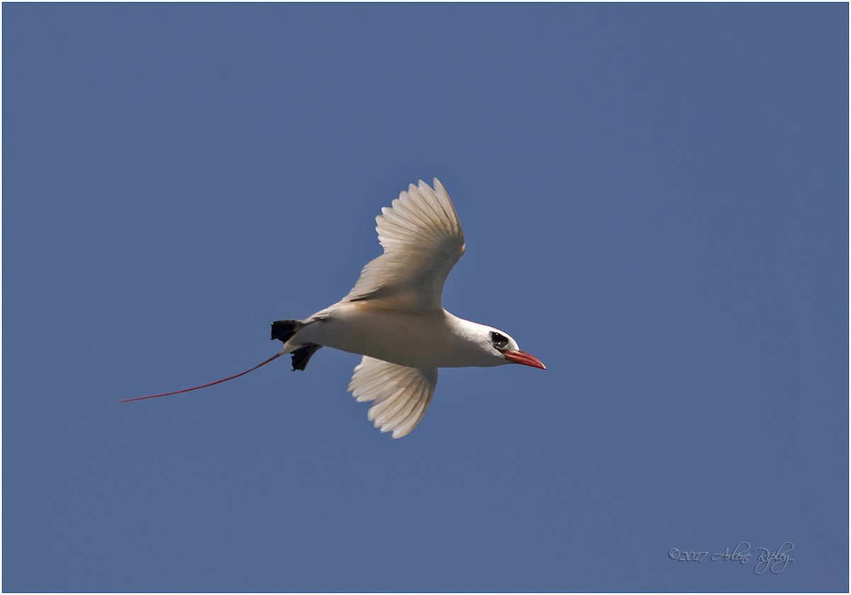 Red-tailed Tropicbird - Arlene Ripley