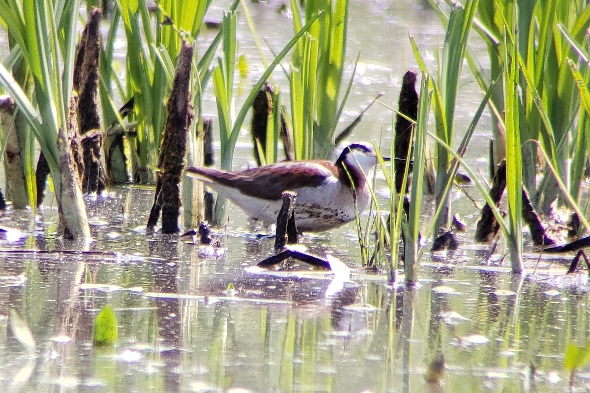 Wilson's Phalarope - ML584750621