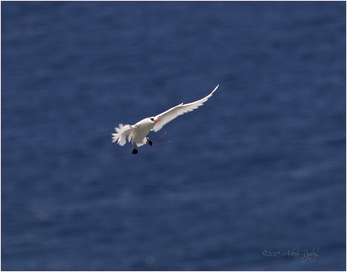 Red-tailed Tropicbird - Arlene Ripley