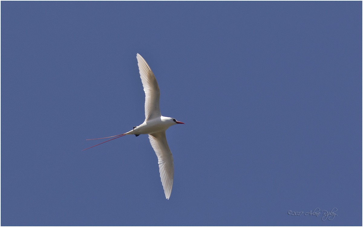 Red-tailed Tropicbird - Arlene Ripley