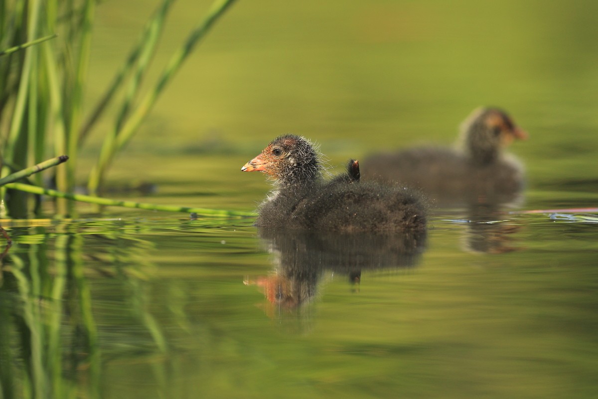 Eurasian Coot - ML584750921