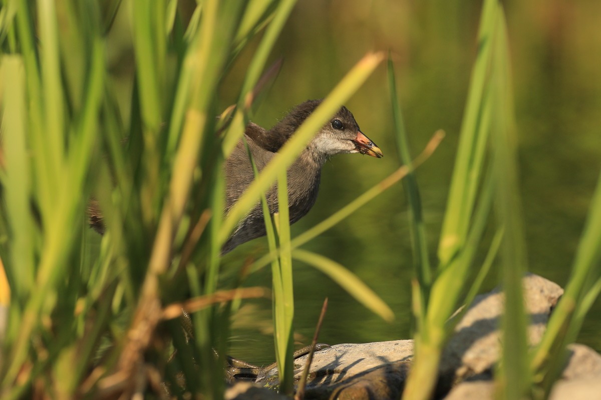 Eurasian Moorhen - ML584751761