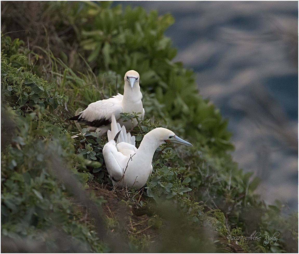 Fou à pieds rouges - ML58475191