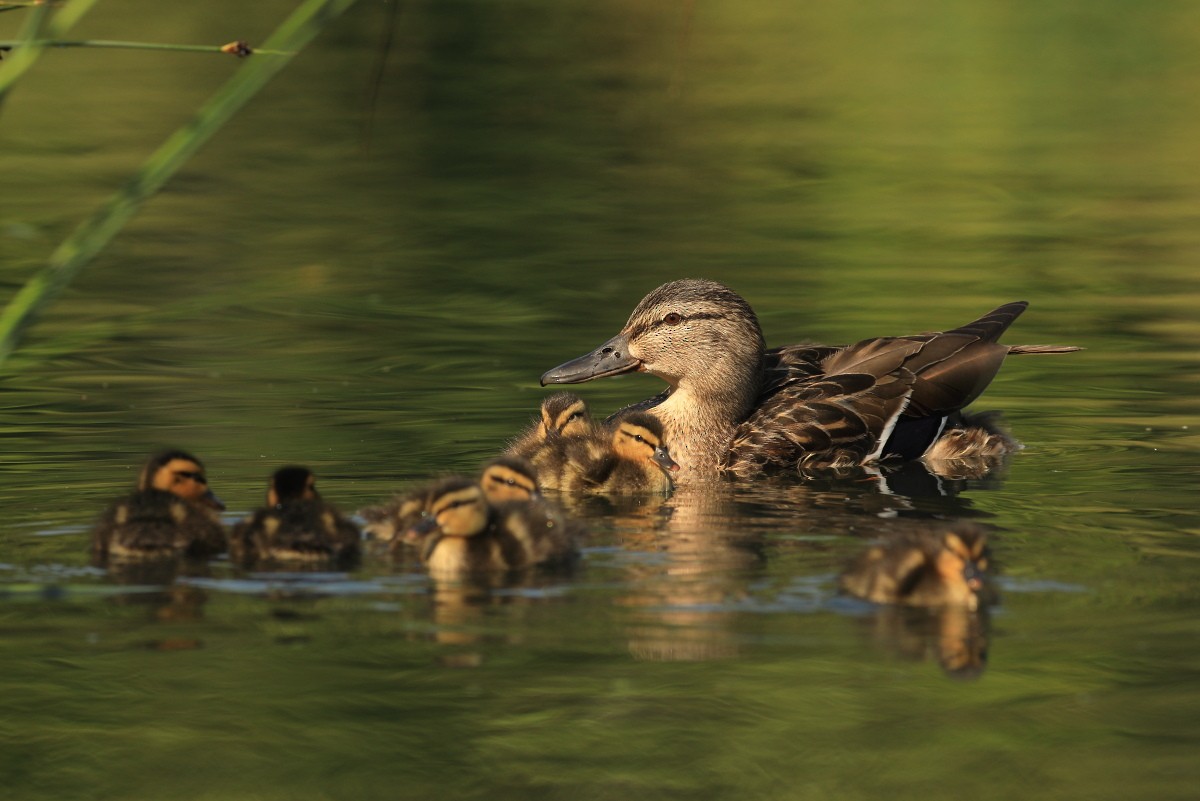 Mallard - ML584752231