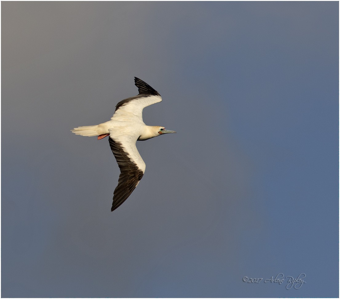 Red-footed Booby - Arlene Ripley